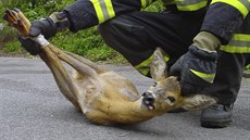Výjezdy za záchranou nebo odchytem zví�at nejsou pro vyso�inské hasi�e ni�ím...