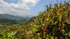 Masožravé láčkovky, Mahé. Na fotografii je endemický druh Nepenthes pervillei.