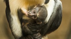 Binturong z ostravské zoo byl podle tená metro,cz nejsympatitjím lednovým mládtem.