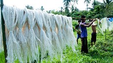 Filipínci vyrábjí ze zbylých list z ananasových plantáí vlákna, ze kterých...