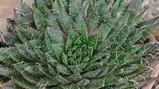 Aloe osinatá (Aloe aristata)