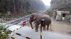Podle expertky na chování slon tento mladý slon nepecházel elezniní pejezd...