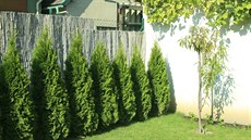 Zerav. Oblíbené túje (Thuja occidentalis Smaragd) je vhodné pouít pouze na...