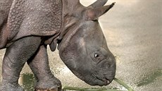Mlád nosoroce indického, které se ped msícem narodilo v plzeské zoo, u...