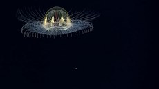 Medúza, která vypadá jak z jiného svta