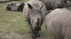 tyletý nosoroec bílý Vince, kterého v zoologické zahrad ve francouzském...