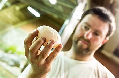 Oetovatel Petr Samek drí jedno z pokozených vajec, která v Krokodýlí zoo v...