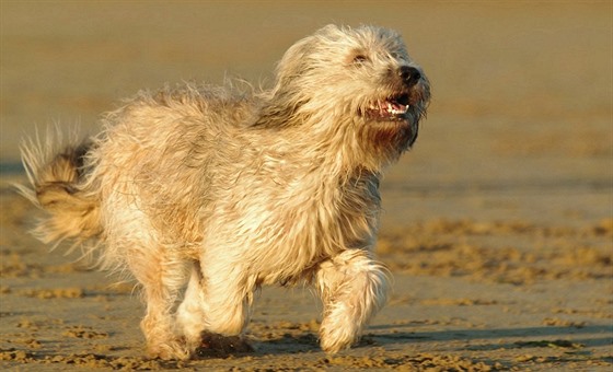 Katalánský ovák je radostný a aktivní pes. Autor