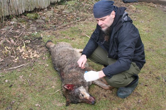 Podle ochránců přírody byl na dálnici usmrcen čtyřicetikilový samec vlka, který...