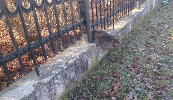 Hasiči zachraňovali bobra, který zůstal zaklíněný v plotě.
