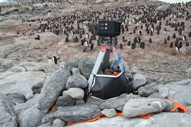 Antarktidu drancuje masivní turismus. Lidé ruší tučňáky, říká český expert