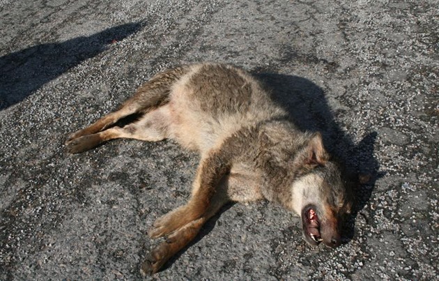 Na Prostějovsku ležel u silnice mrtvý vlk, zřejmě ho srazilo auto
