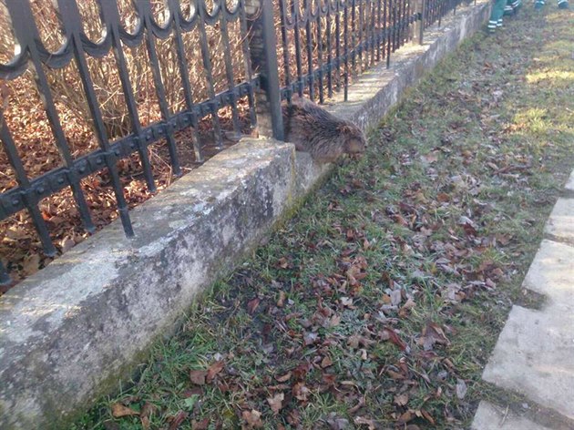 Hasii zachraovali bobra, který zstal zaklínný v plot.