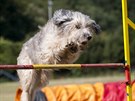 Na agility parkuru vskutku perlí.