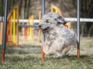 Pokud sháníte plemeno na psí sport agility, je pro vás katalánský ovák to...