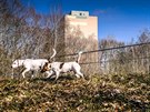 Politici chtj v Polabinch zkultivovat prav beh Labe mezi zdymadlem a...