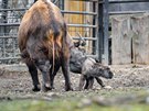 Pímo ve výbhu praské zoo se v úterý 28. února  samici Bashari a samci...