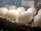 Vajíka jsou uloená v inkubátoru.