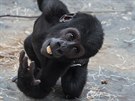 Ajabu je na desetiměsíční gorilí batole slušný akrobat.