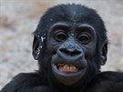 Z Ajabua vyrstá sebevdomý gorilí sameek. 