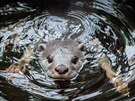 vydra hladkosrstá, mláata, Zoo Praha