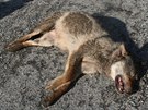 Podle ochrnc prody byl na dlnici usmrcen tyicetikilov samec vlka, kter...