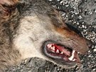 Podle ochrnc prody byl na dlnici usmrcen tyicetikilov samec vlka, kter...