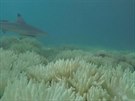 Velký korálový útes v Austrálii je v ohroení. Odumírá