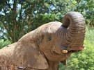 Samec slona africkho Kito v ZOO Dvr Krlov.