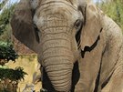 Samec slona afrického Kito v ZOO Dvr Králové.