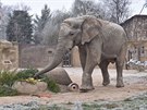 Samec slona africkho Kito v ZOO Dvr Krlov.
