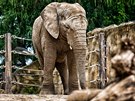 Samec slona africk�ho Kito v ZOO Dv�r Kr�lov� nad Labem.