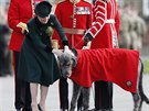 Vévodkyn Kate s irským vlkodavem bhem oslav svátku svatého Patrika (Londýn,...
