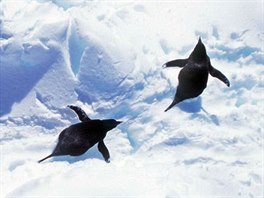 Tuci kroukov v Antarktid