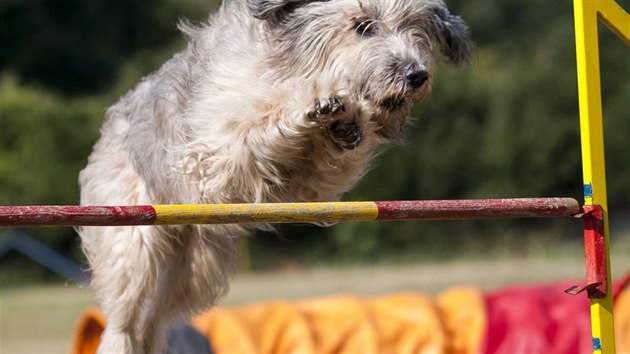 Na agility parkuru vskutku perl.