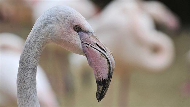 Plameci v jihlavsk zoologick zahrad.