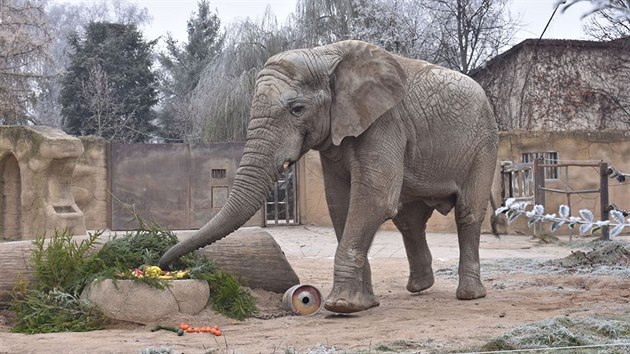 Samec slona africkho Kito v ZOO Dvr Krlov.