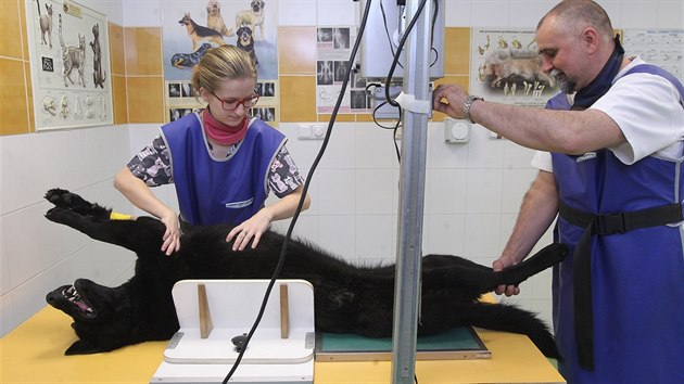 Zvrolka Ji Vomka na veterinrn klinice Live Litomice.