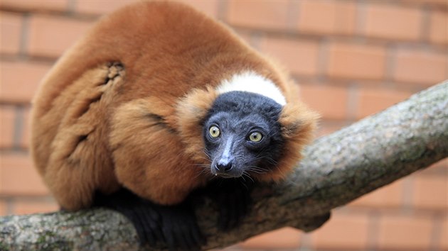 V hodonínské zoologické zahradě opravili pavilon primátů.