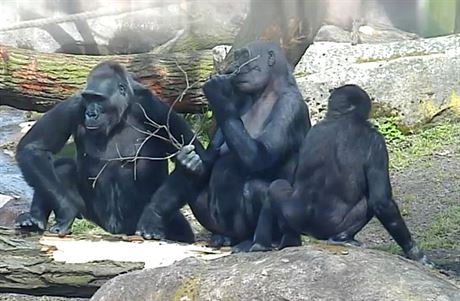 Praské gorily u také vyráejí ven