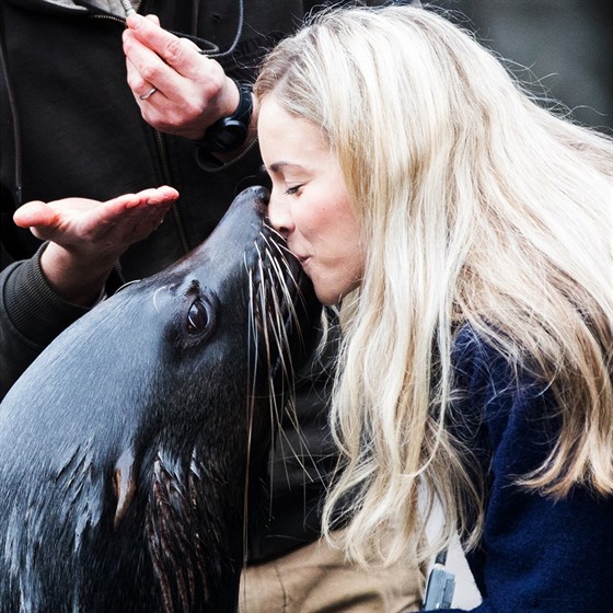 Zoo Praha nabízí nový záitkový program s lachtany. Souástí je krmení,...