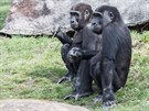 Kiburi a Nuru, dvojka gorilích roák. (25.3.2017)
