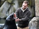 Zoo Praha nabízí nový zážitkový program s lachtany. Součástí je krmení,...