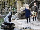 Zoo Praha nabízí nový zážitkový program s lachtany. Součástí je krmení,...