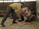 Oetovatel v ZOO Dvr Krlov odstrauje roh  samci nosoroce blho jinho...