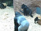 Gorily a vtviky