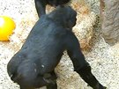 Gorila v Zoo Praha se natvala