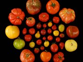 Ukázka rozmanitosti podoby tradičních odrůd rajčat. Bohužel drtivá většina z...