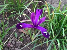 První jarní iris, který vítá jaro v Kouimi.