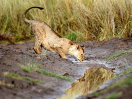 ÍZE. Lvice pije vodu v národním parku Amboseli v Keni.